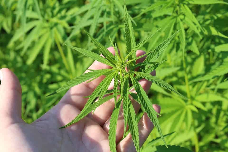 https://pixabay.com/de/photos/hanfpflanze-hand-cannabis-sativa-3661210/