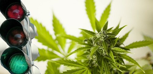 Ampel gibt grünes Licht für Cannabis-Legaliserung