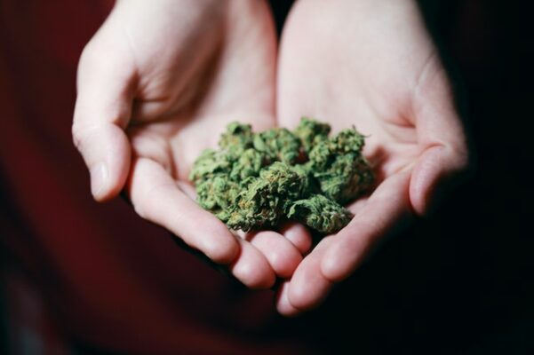 Cannabis keine gefährliche Droge