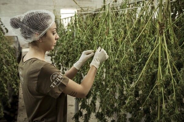 Israel Cannabis Legalisierung