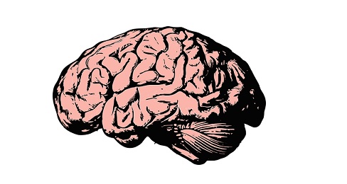 Gehirn - cannabis-aenliche Substanz