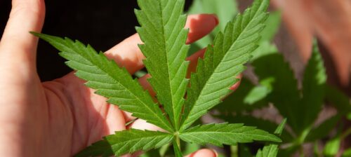 Studie: Mehr junge als alte Menschen nutzen Cannabis gegen Schmerzen