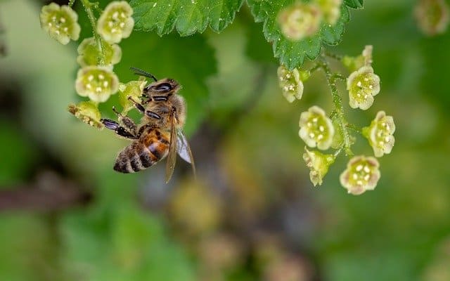 Hanf Bienensterben verhindern