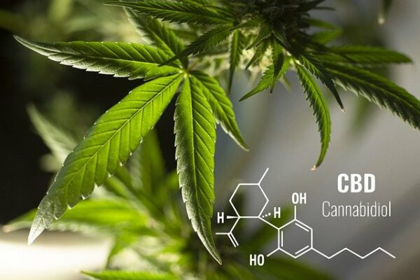 Cannabis gegen SARS-COV-2