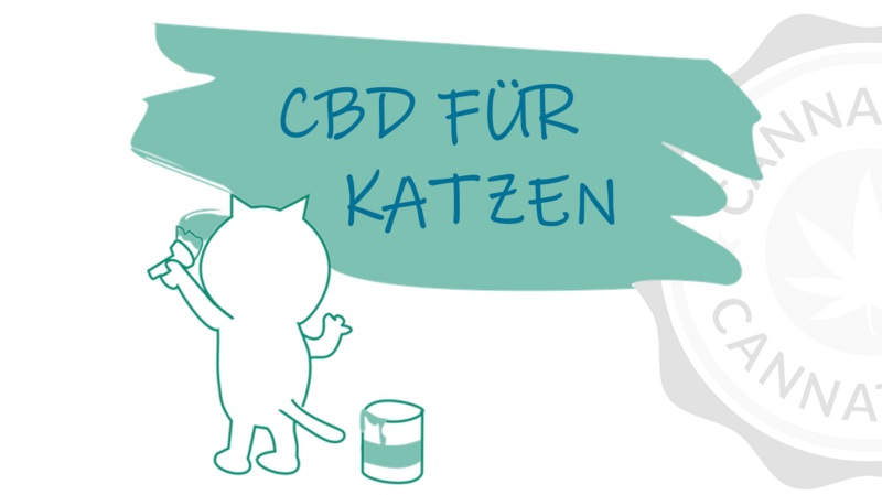 CBD Öl für Katzen Erfahrungen