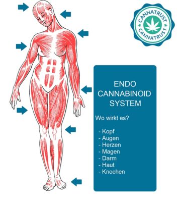 Endocannabinoid System Einfach Erklärt!