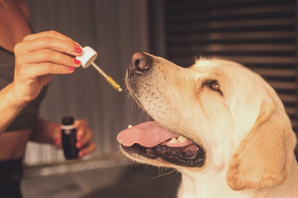 CBD Öl für Hunde Erfahrungen