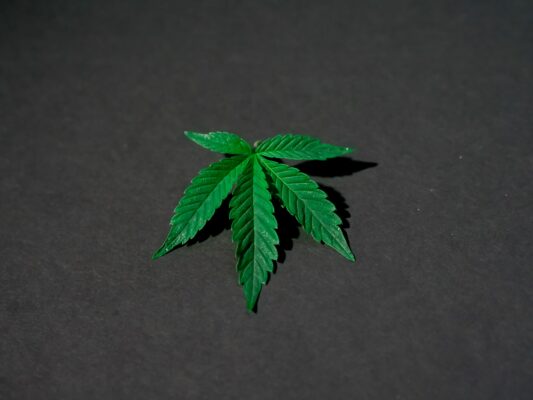Wissenschaftlicher Austausch Wirkung von Cannabis