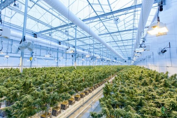 Verhindert hoher Energieverbrauch der Erzeuger Cannabislegalisierung?