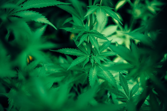 Wegen Cannabis Legalisierung verkauft Pharma-Industrie weniger Schmerzmittel