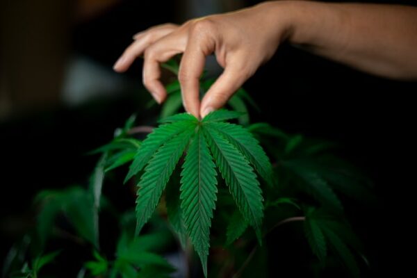Cannabis Social Clubs Legalisierung Eigenanbau