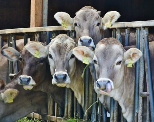 Milch mit THC wenn Kühe Blüten fressen